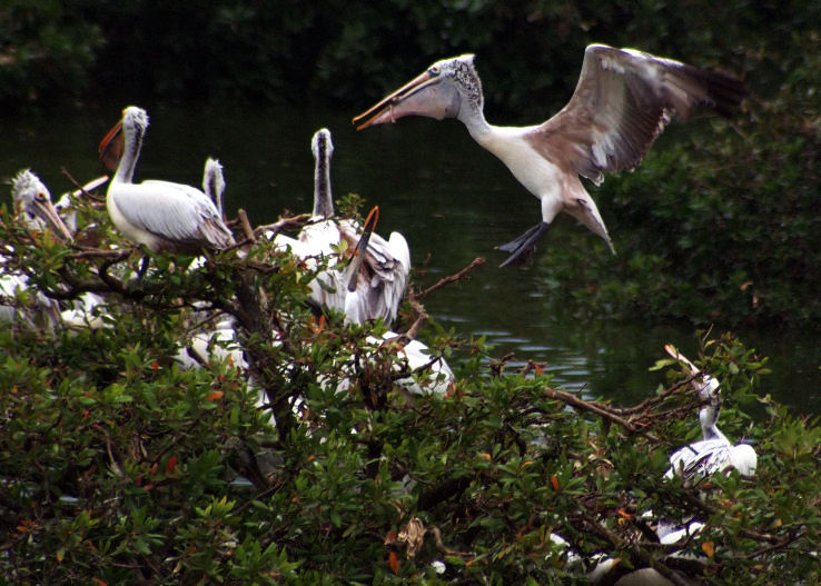 Kilbury Bird Sanctury